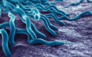 Anaplazmoza – ako chranit domacich milacikov?