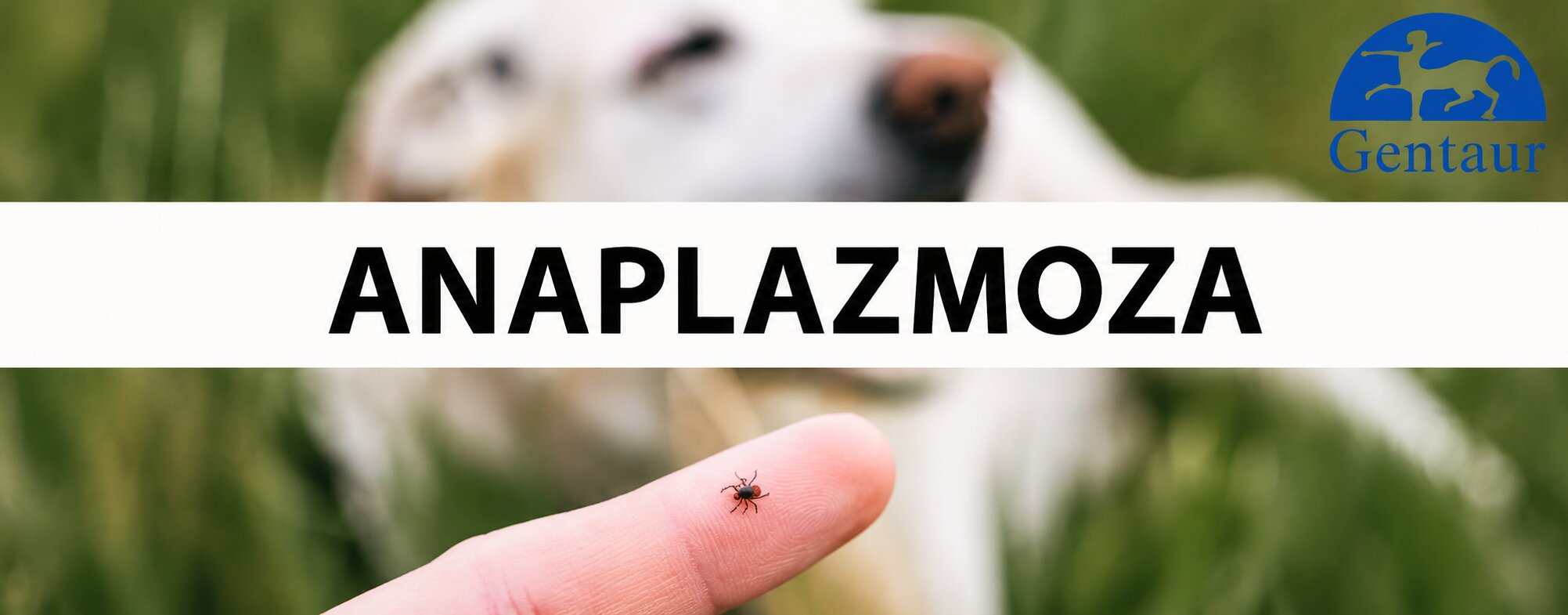 Anaplazmoza – ako chranit domacich milacikov?