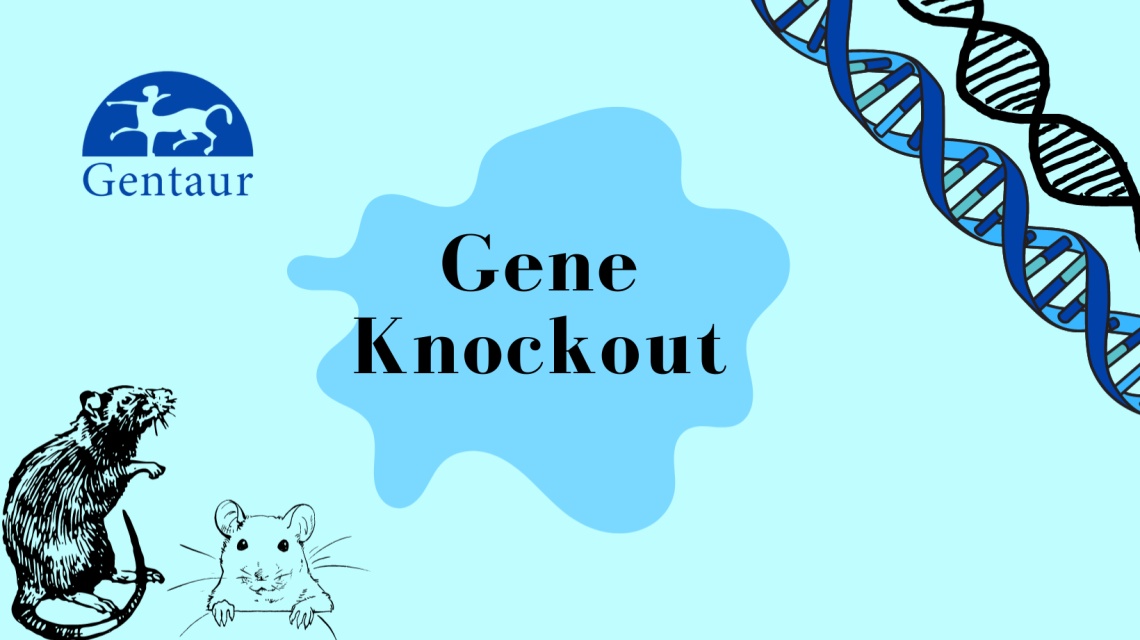 Gene knockout