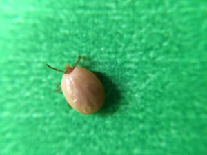 Priznaky ochorenia